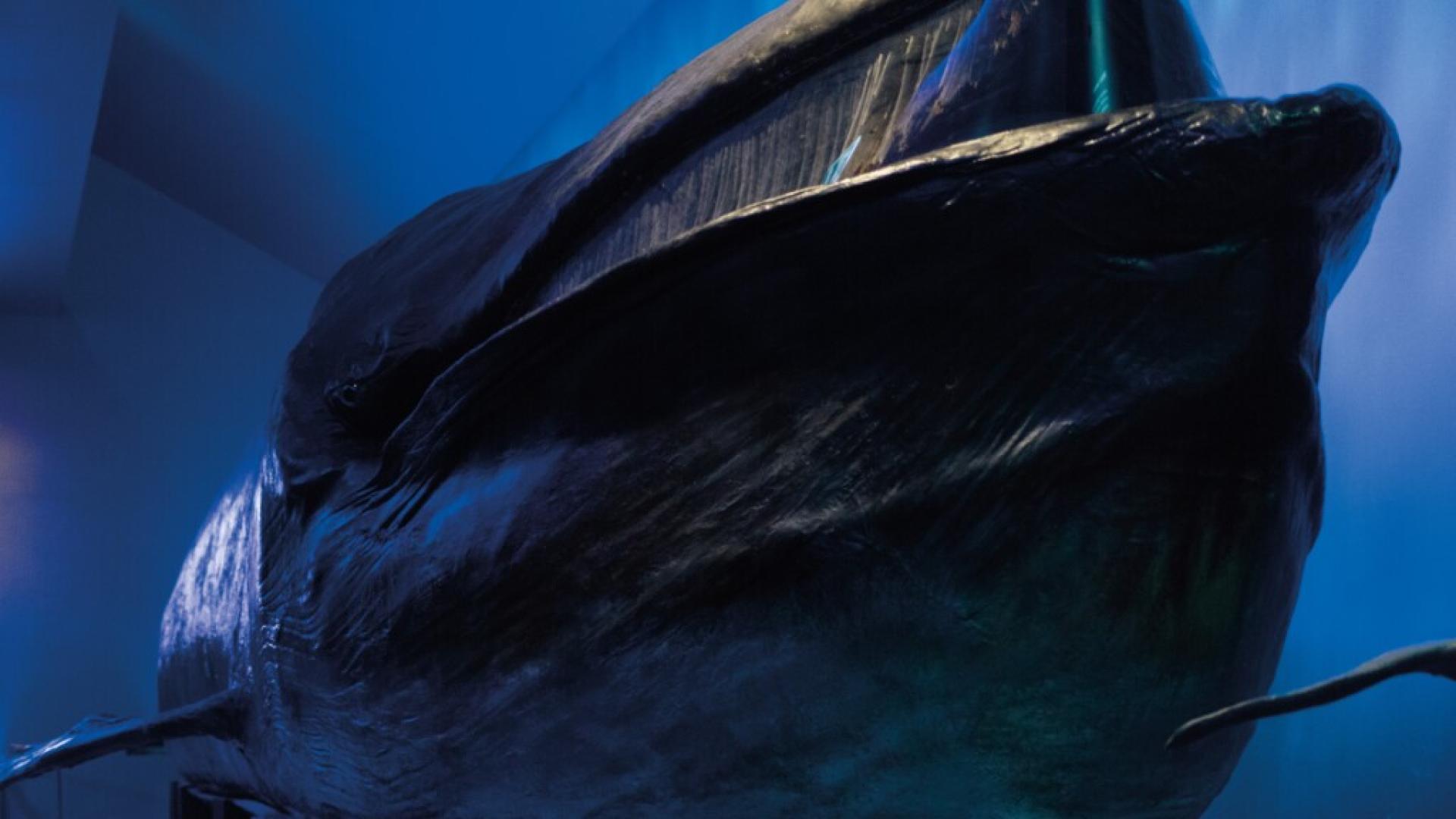 Fribourg: le MHNF prépare le déménagement de sa baleine naturalisée