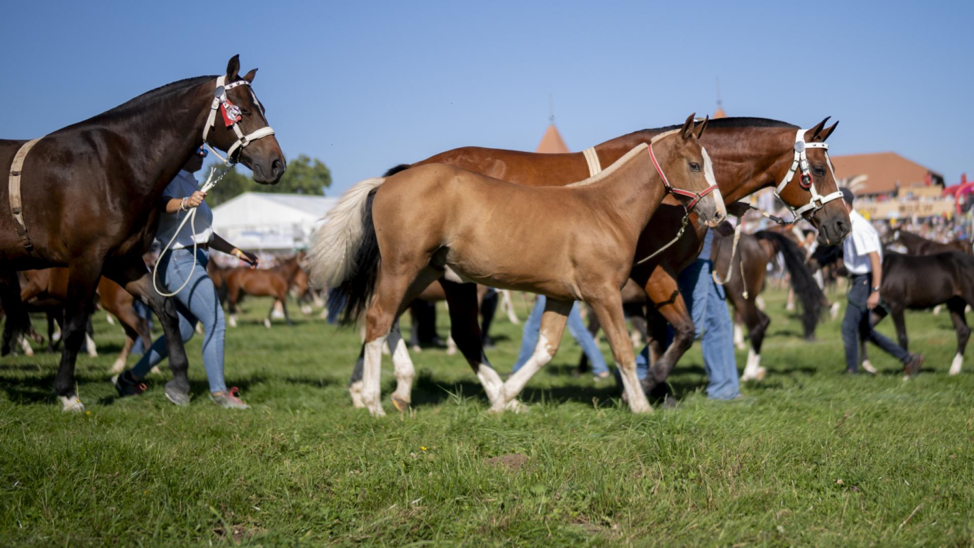 Canton de Berne au Marché-Concours: crédit de 600'000 francs