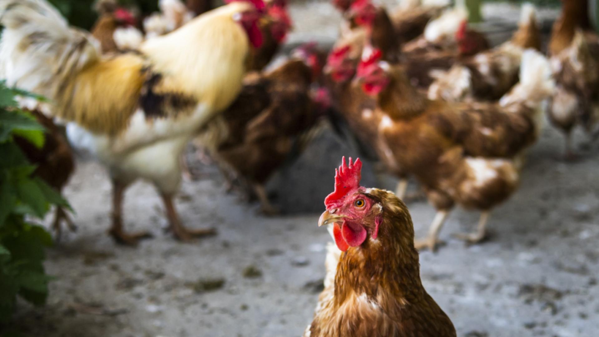La ferme s'invite en ville à Thônex