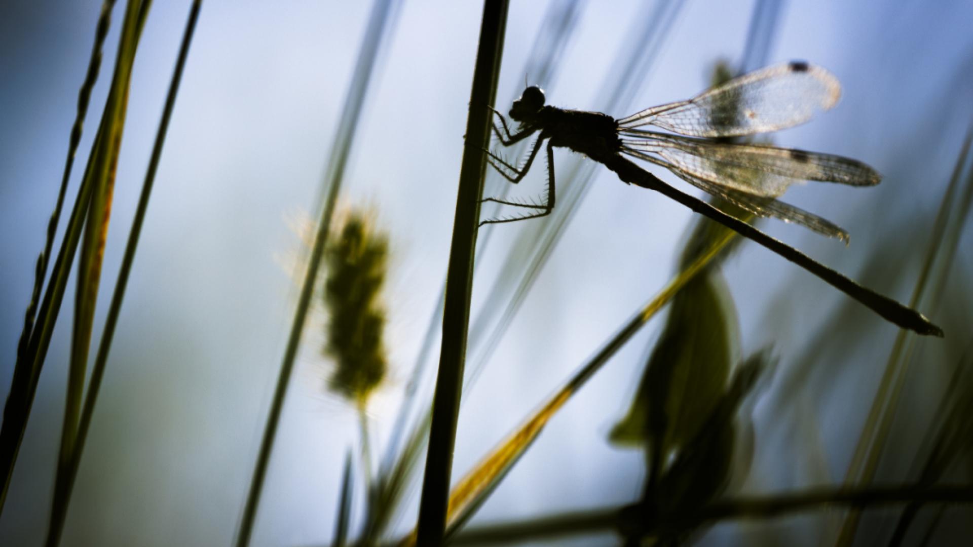 Bienne (BE) partenaire de la nouvelle plateforme "Redonner vie"