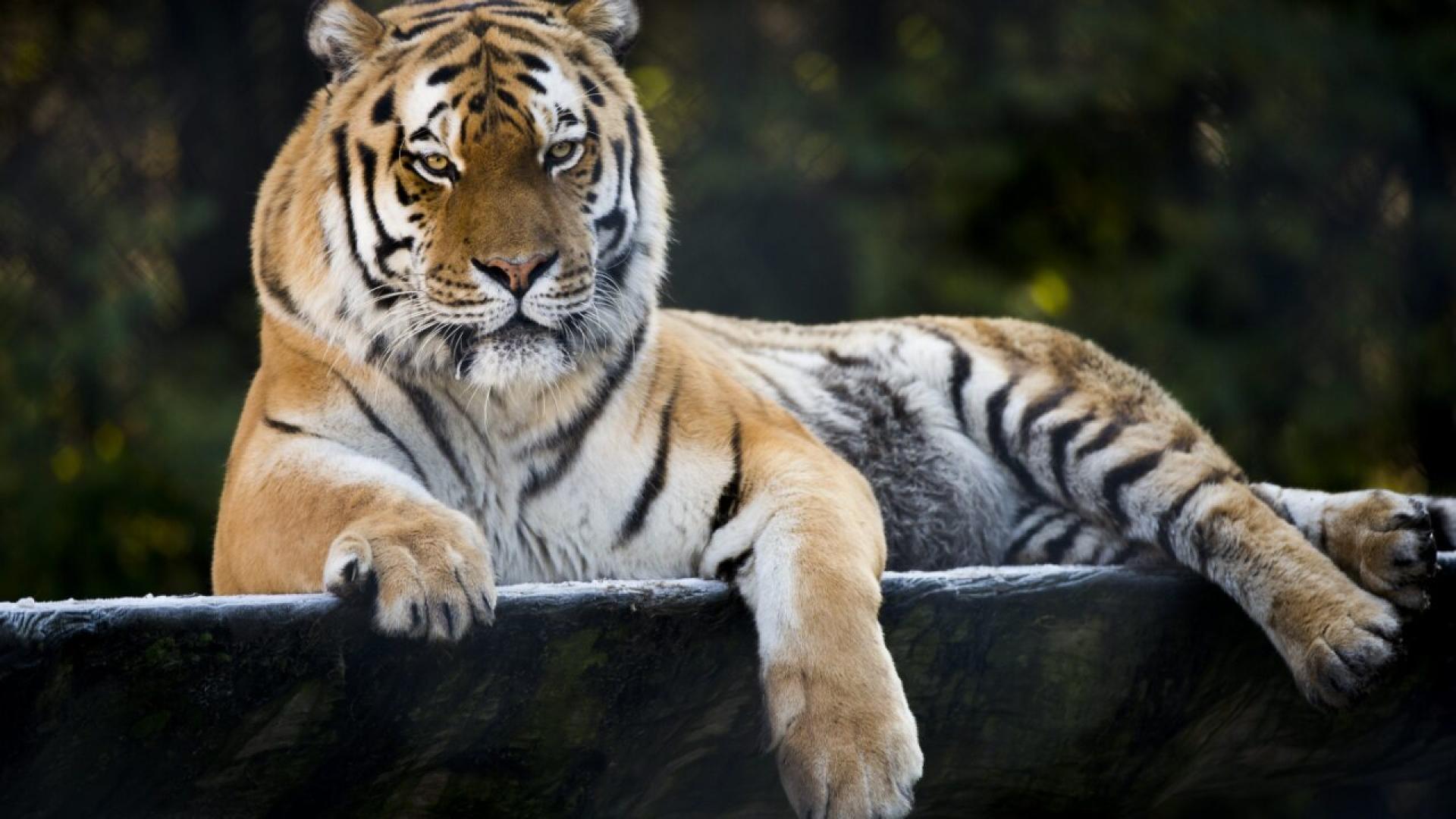 Subvention du canton de Berne au parc animalier Sikypark