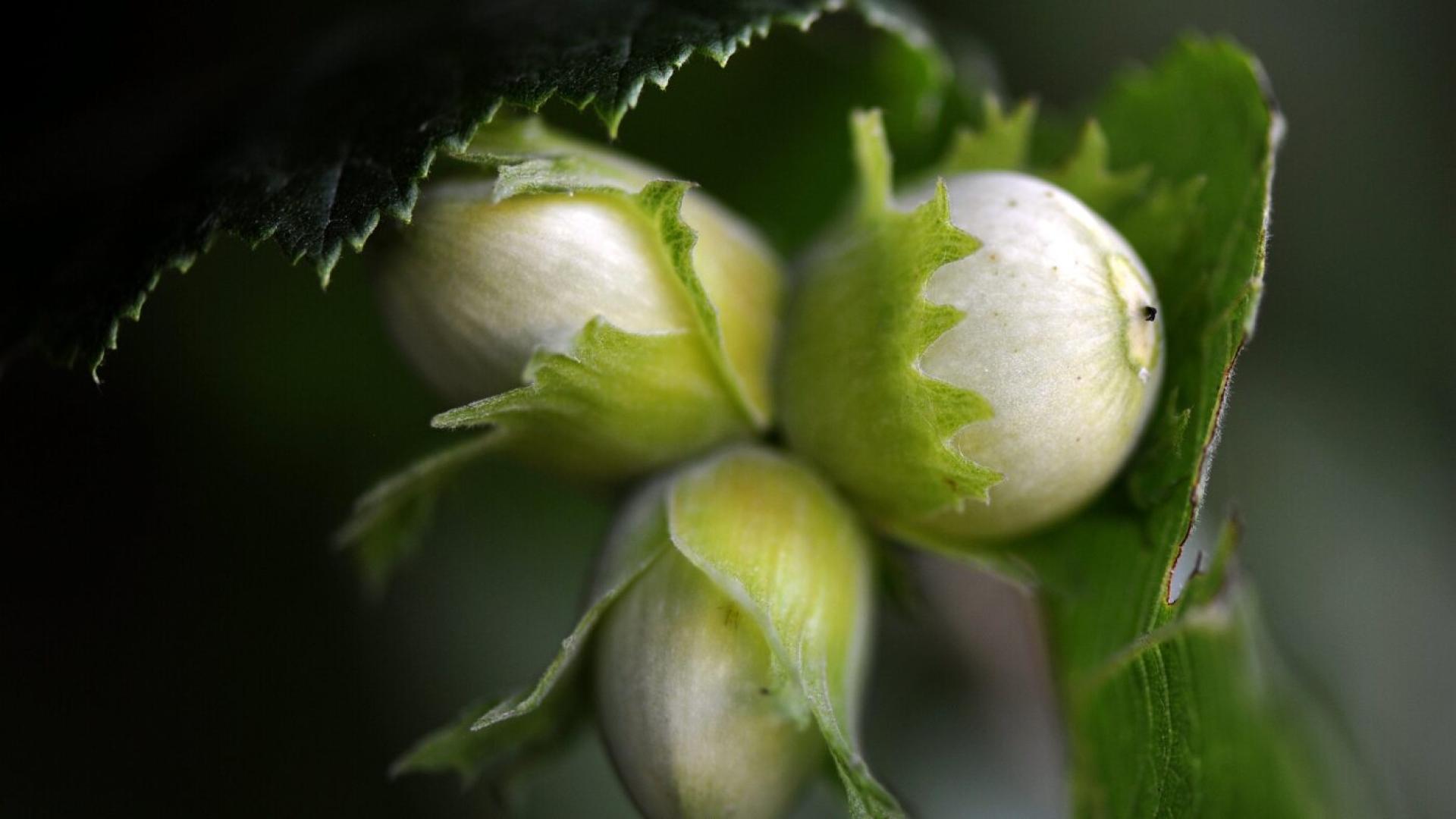 La Turquie veut contraindre Ferrero à acheter ses noisettes