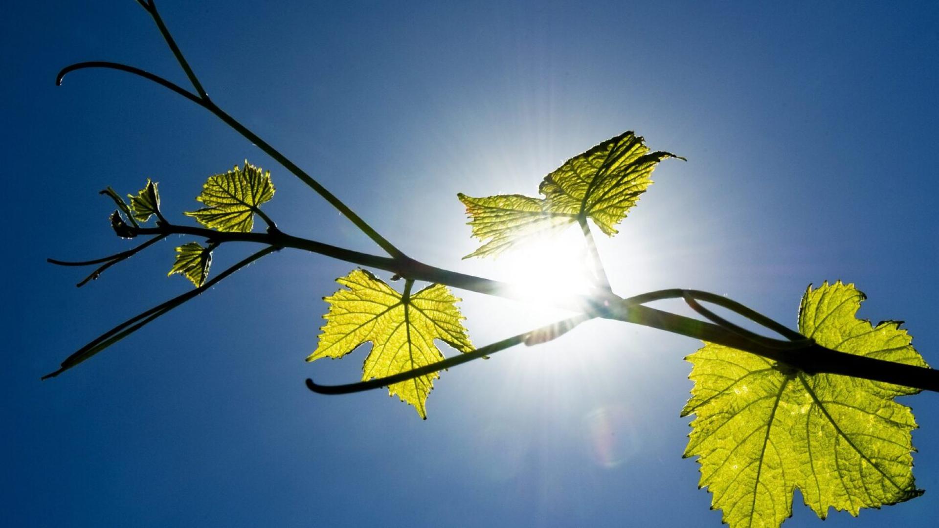 Salon des vins des Côtes de l'Orbe: 7e édition le week-end prochain