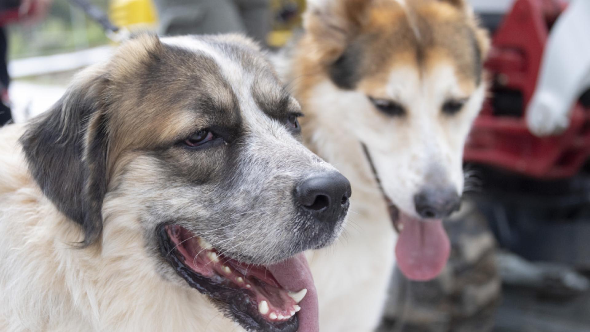 Ferme évacuée à Ramiswil (SO): plus de 100 chiens euthanasiés