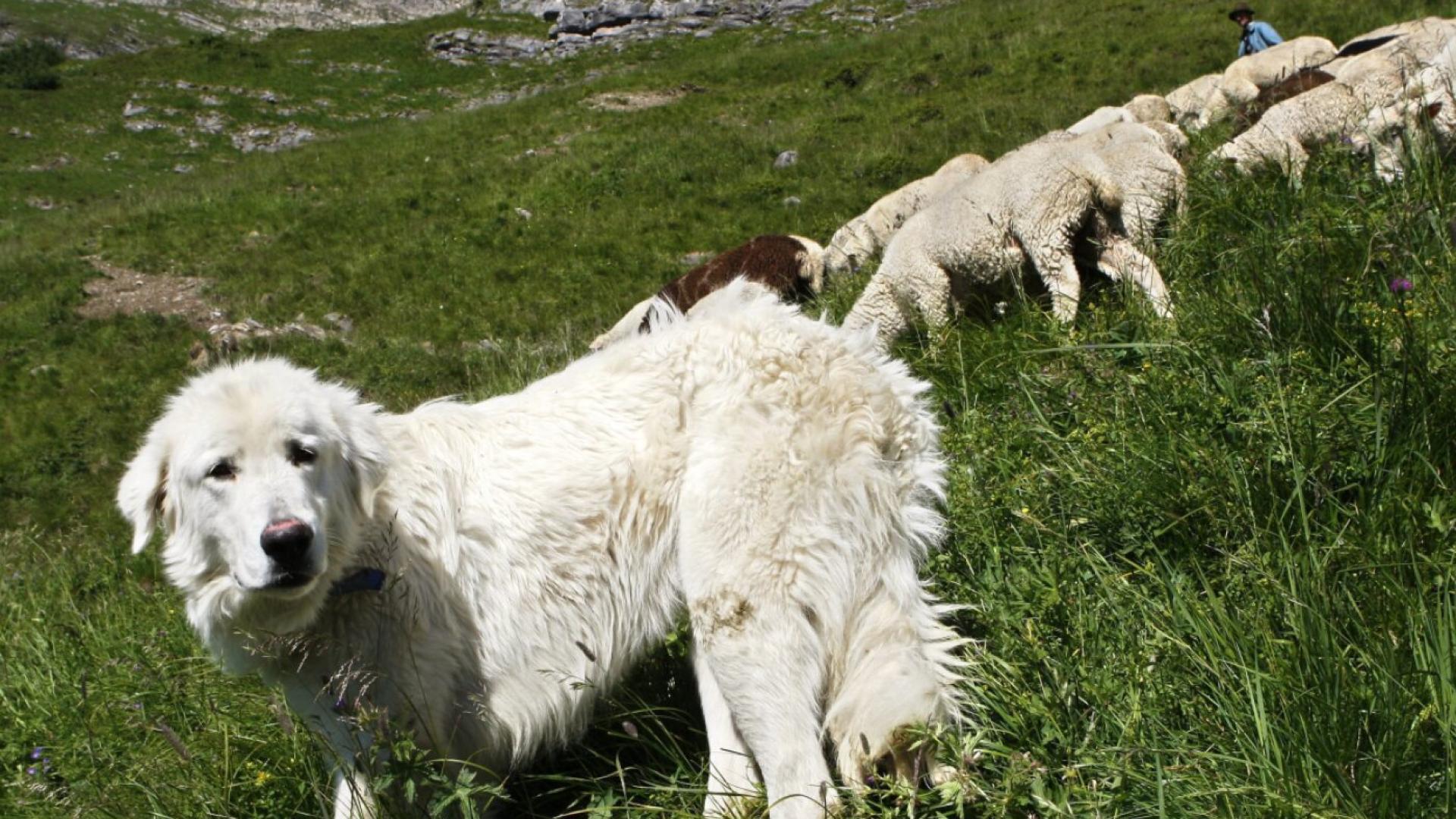 Vers une exonération de l'impôt pour les chiens de berger