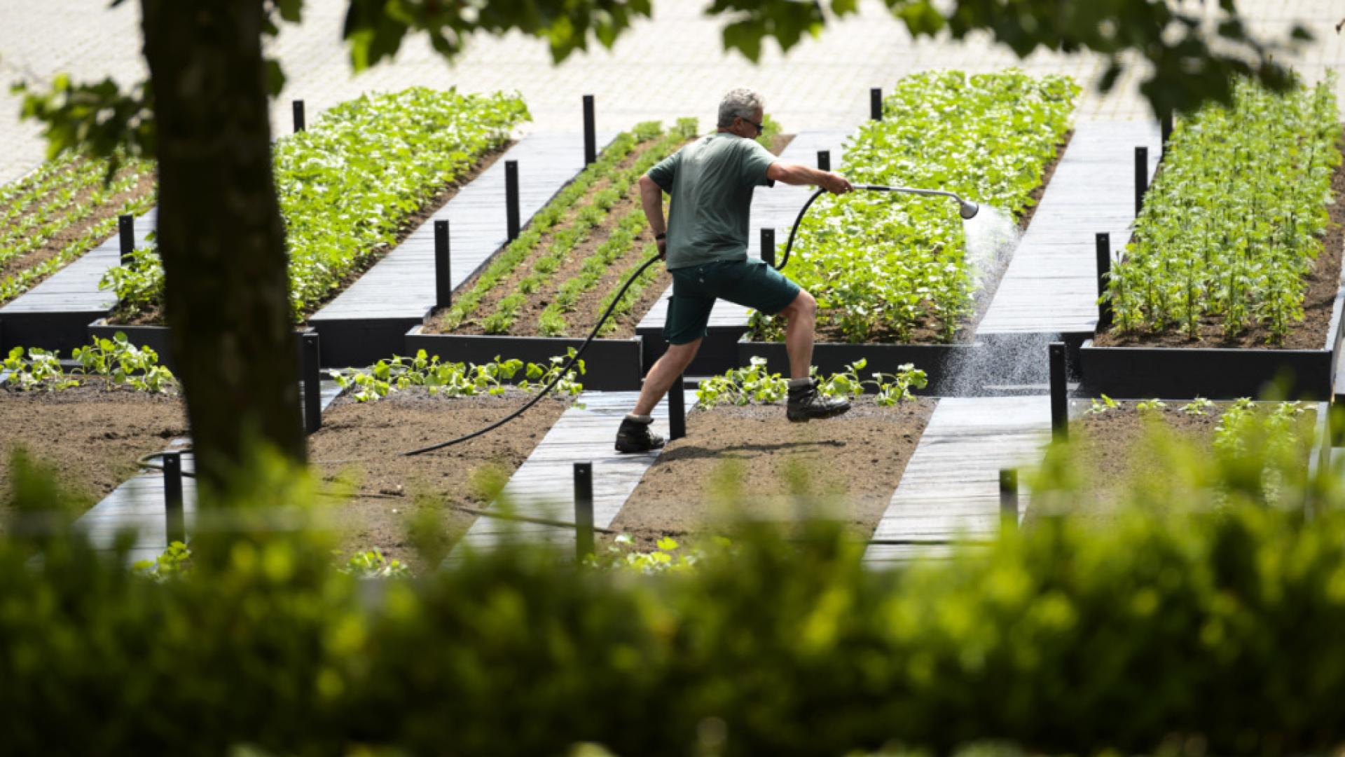 Lausanne veut davantage de toitures potagères