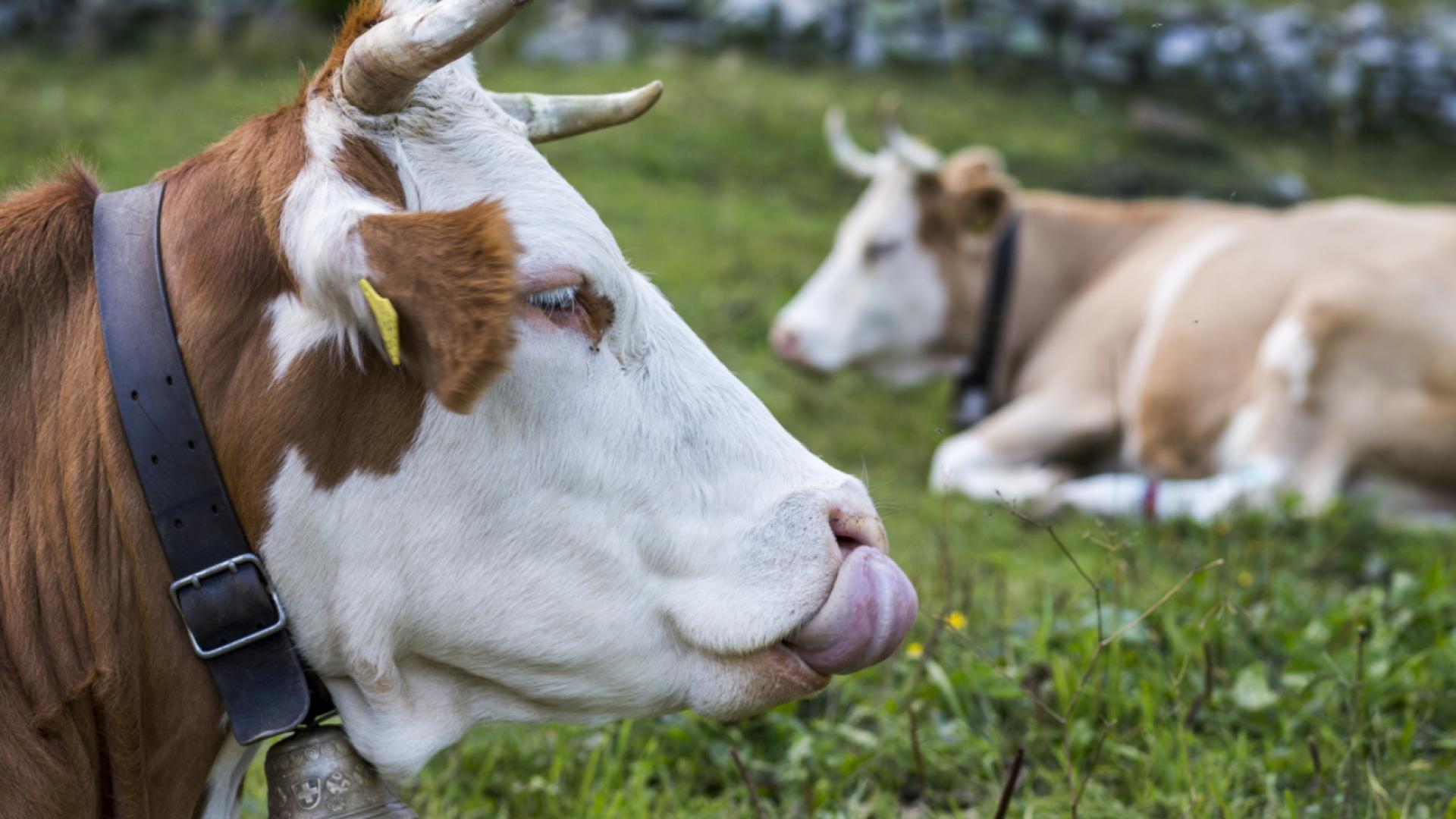 Centrale de biogaz à La Chaux-de-Fonds: nouvelle étape franchie