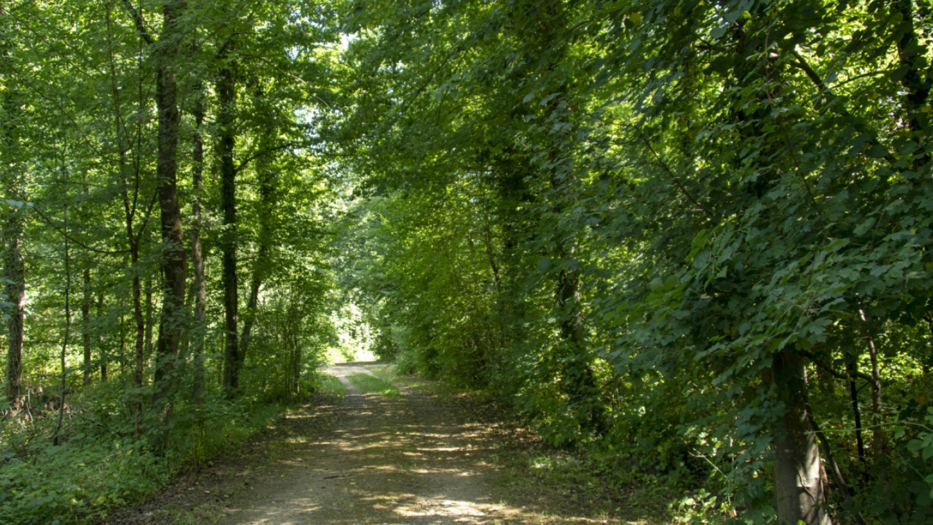 Berne: une stratégie cantonale pour pérenniser les forêts