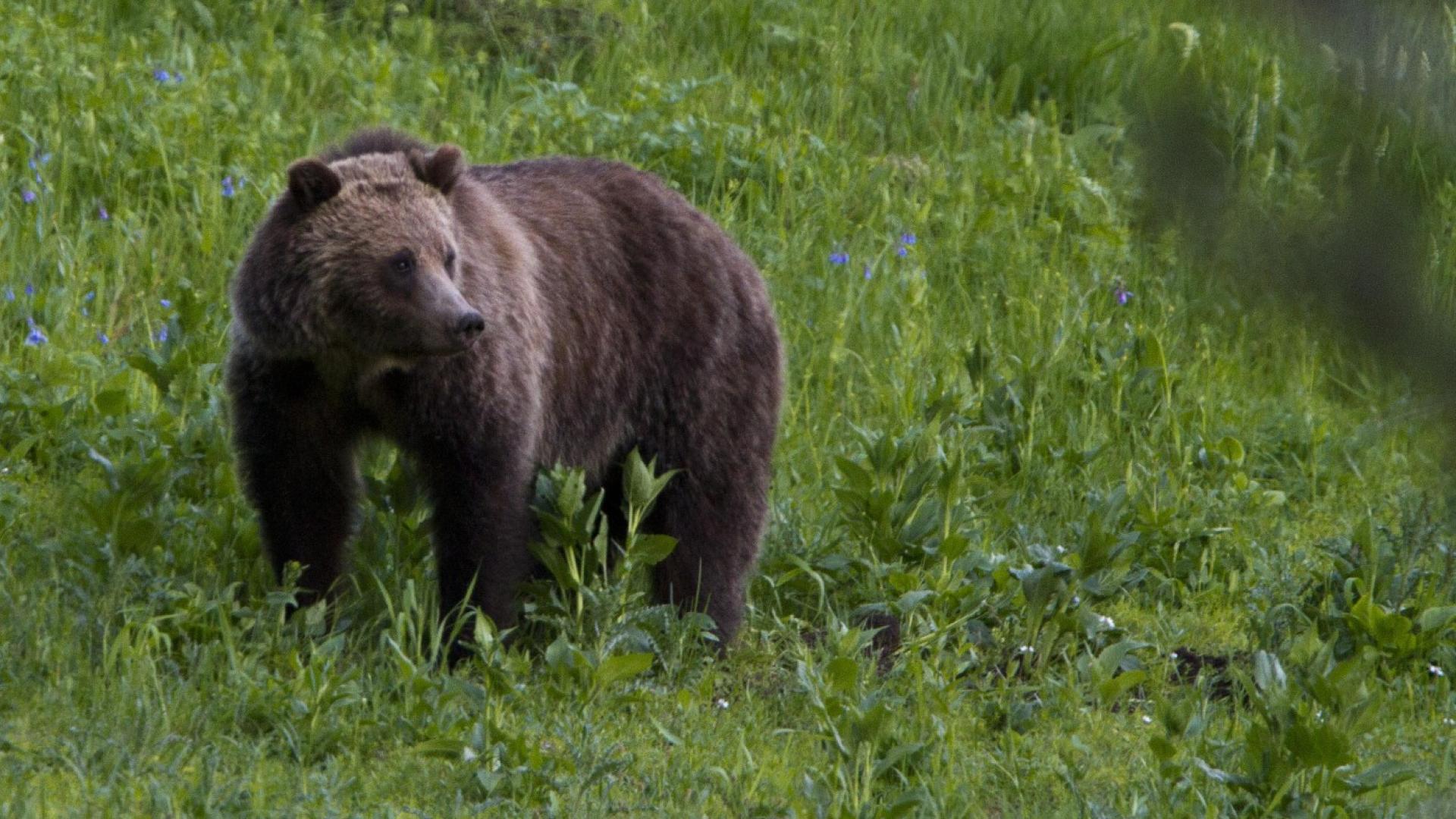 Un ours attaque un groupe d'écoliers dans l'ouest du Canada