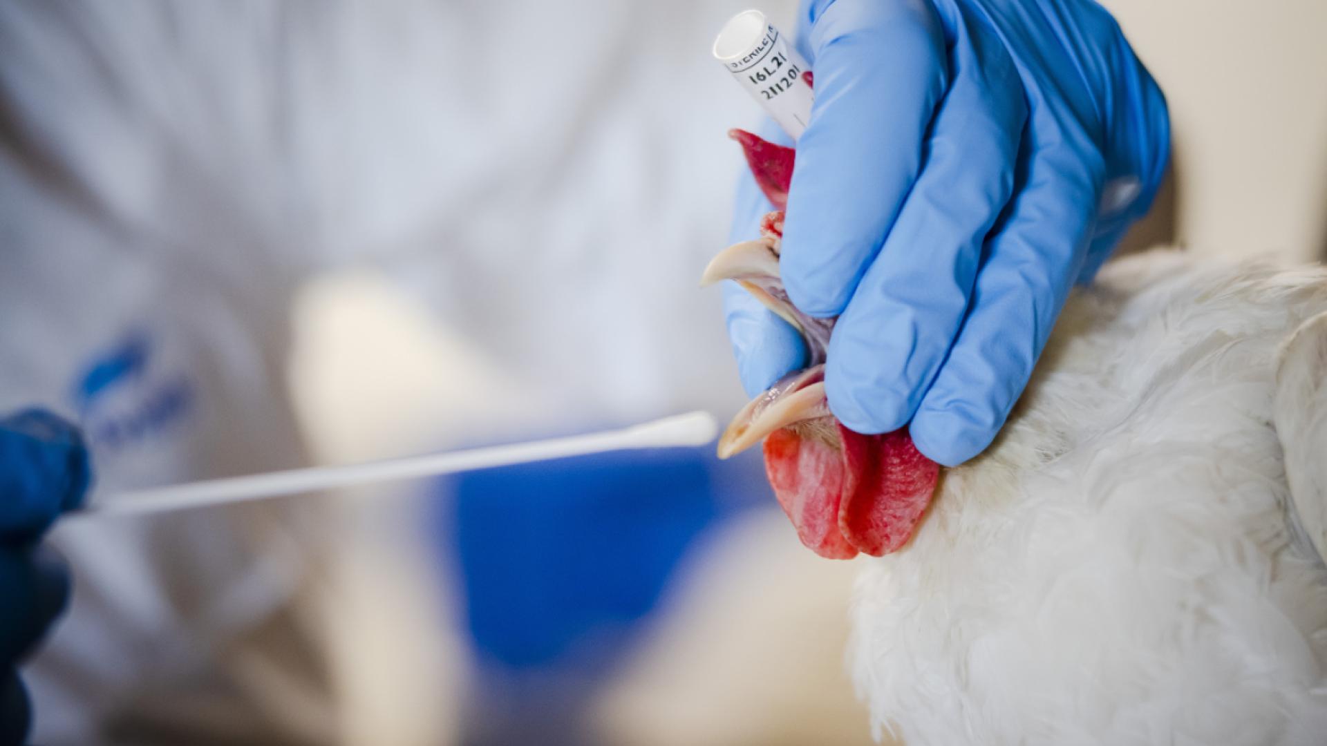 Grippe aviaire: mesures de prévention étendues à toute la Suisse