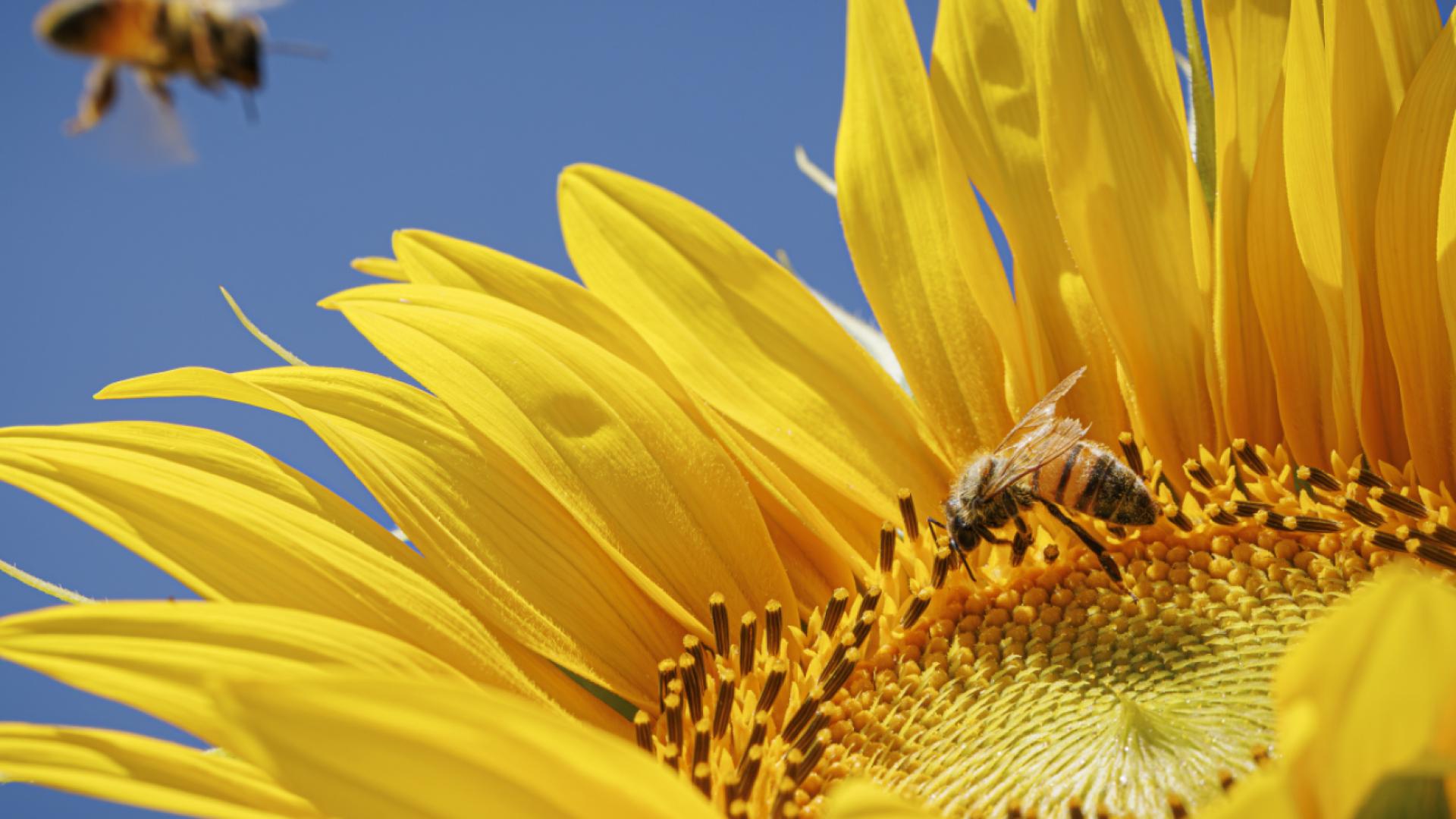 Succès à Bienne de l'échange d'arbustes pour la biodiversité