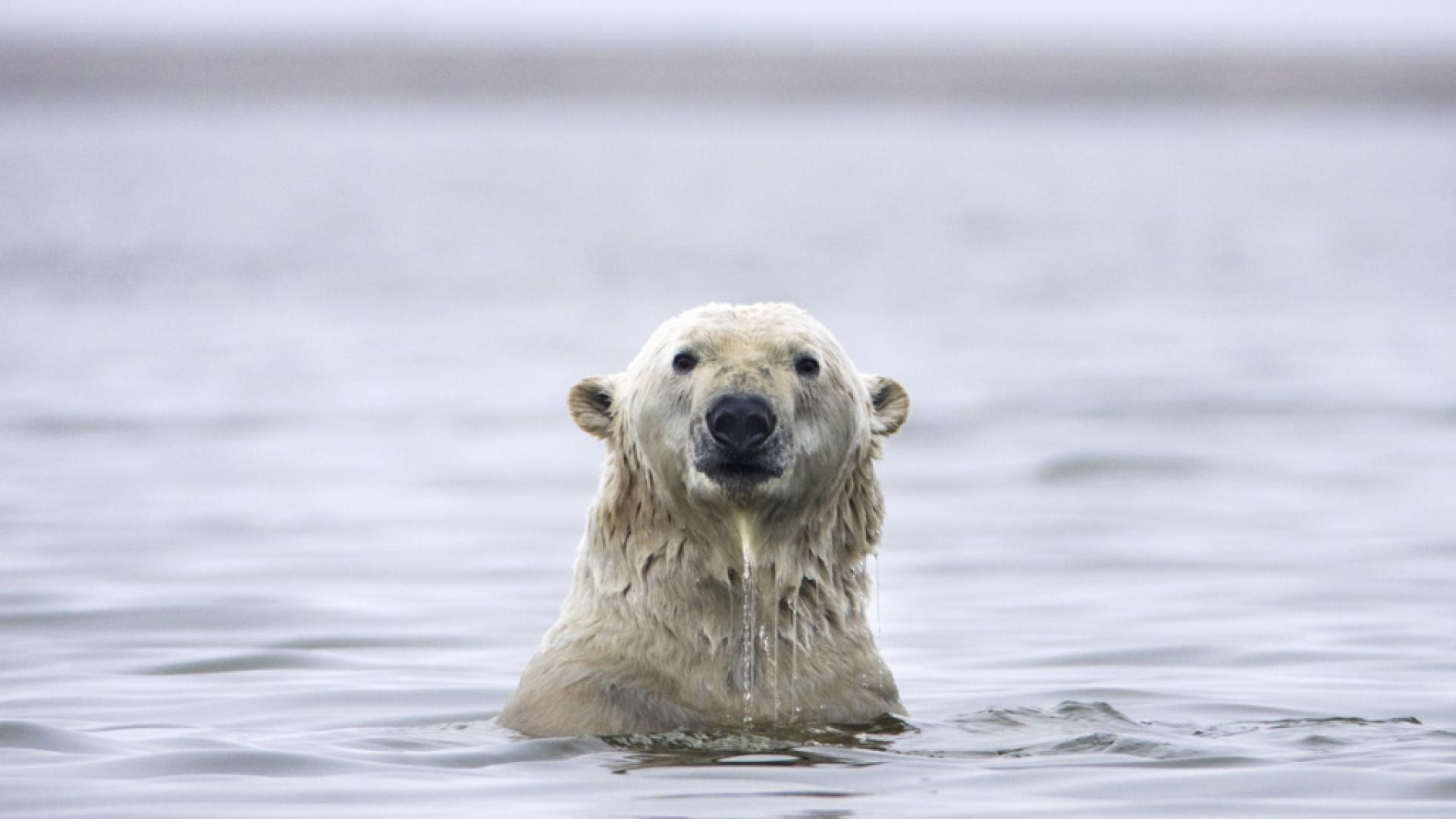 Banquise arctique: hiver 2025-2026 parmi les plus bas jamais mesurés