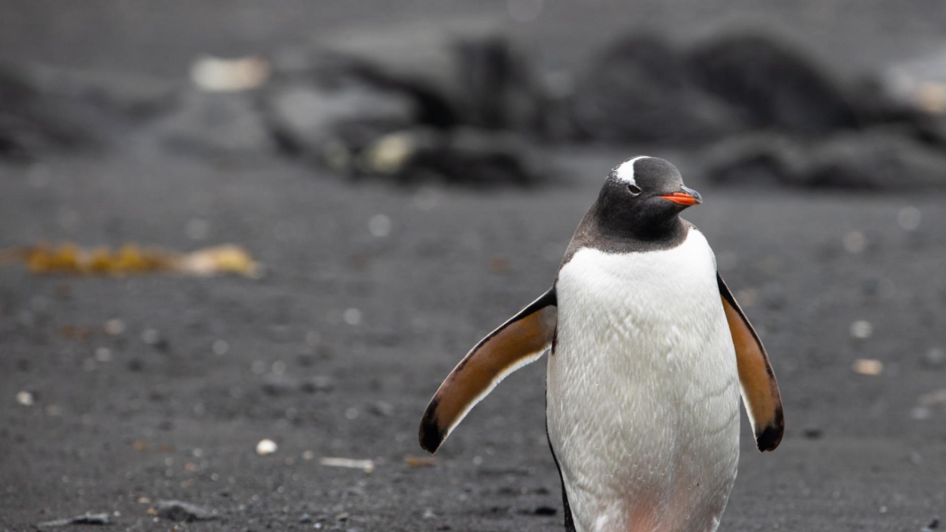 Antarctique : températures record à l'orée de l'hiver austral