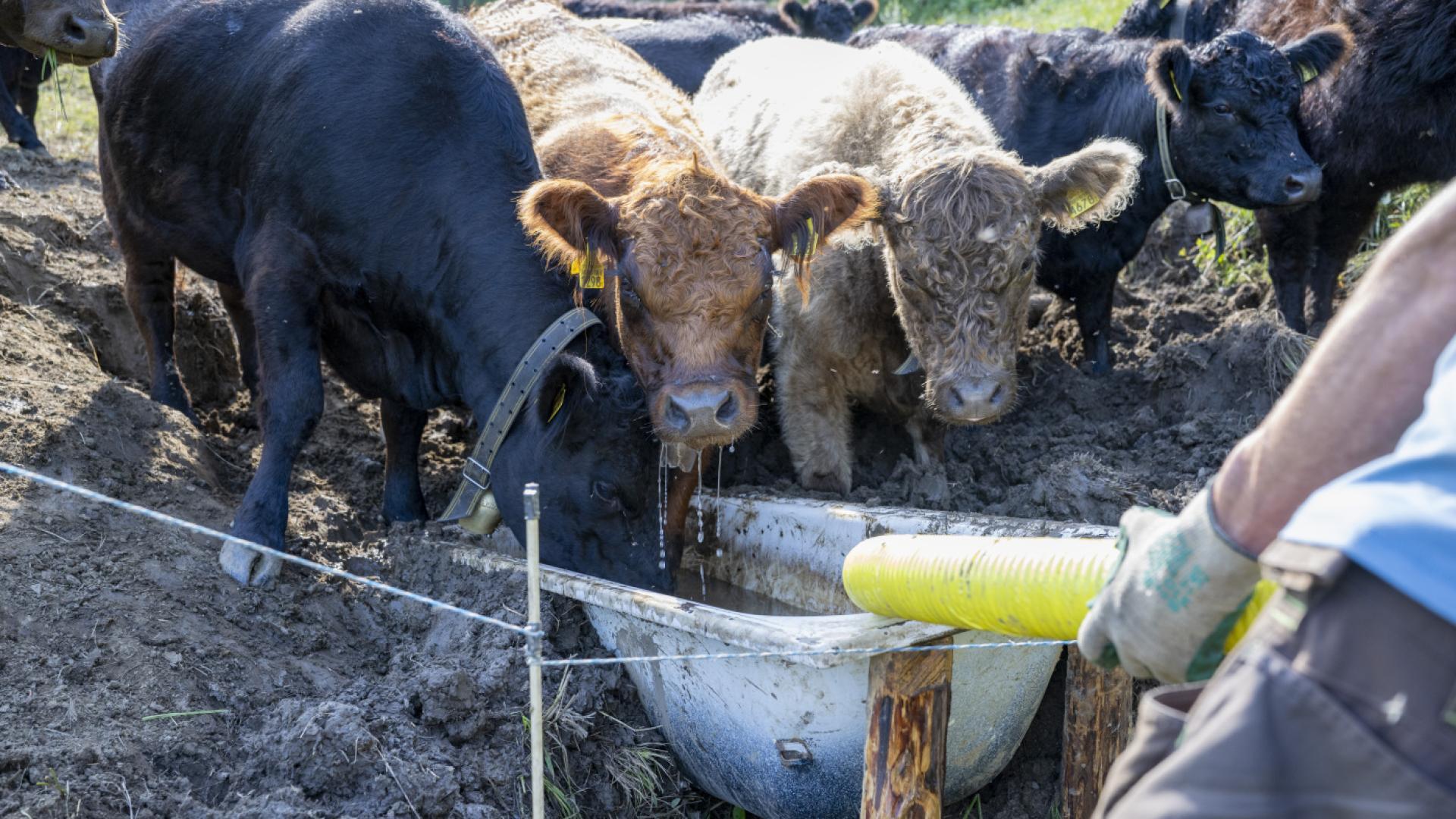 Bovins abattus en hausse de 15 % en juin et juillet, vaches +33 % - La Télé
