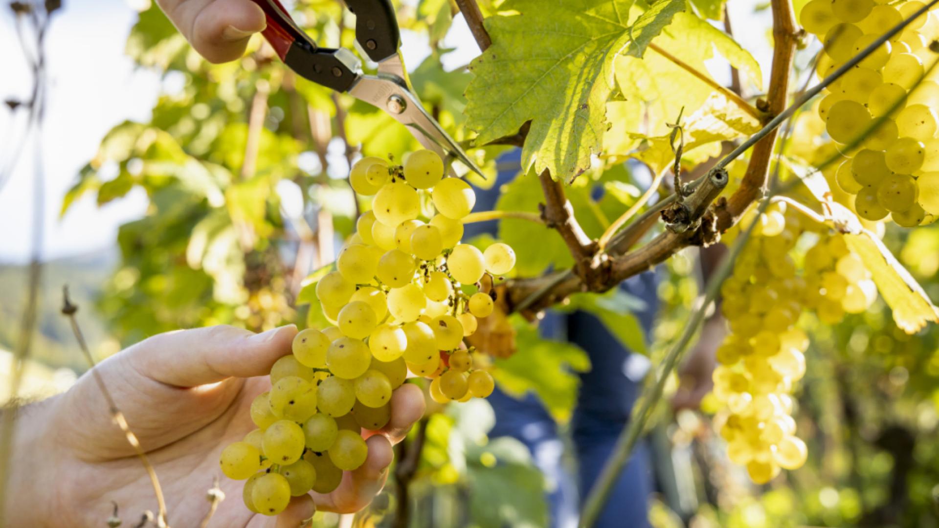 Vendanges vaudoises : un millésime solaire attendu