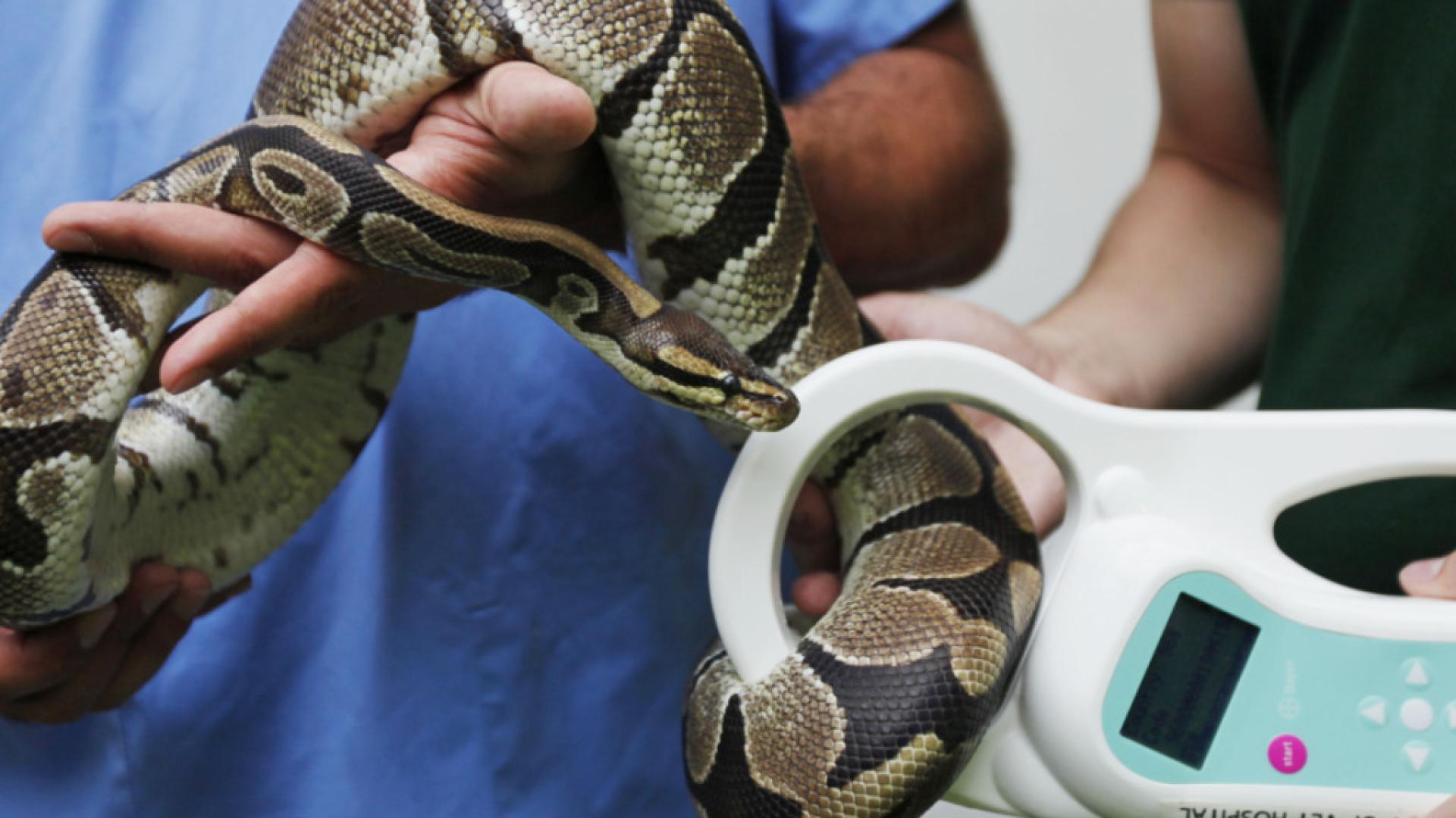 Un python royal capturé par les pompiers à Villeneuve (VD) - La Télé
